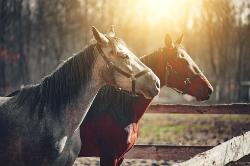 Single Location 92 Portrait of nice horse