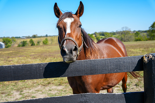 Single Location 34 Beautiful thoroughbred horse looking at camera