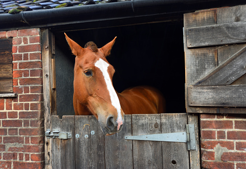 Single Location 91 Horse in stable looking out of doors