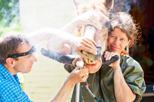 Single Location 44 Horse dentists