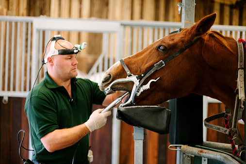 Single Location 51 Equine dental exam