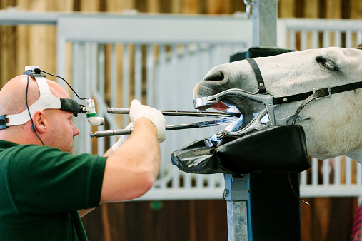 Single Location 52 Equine dentist