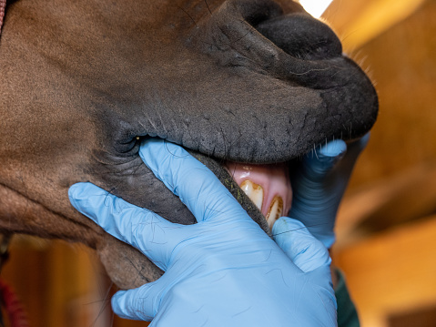 Single Location 20 A vet inspecting a horse’s teeth during annual check up