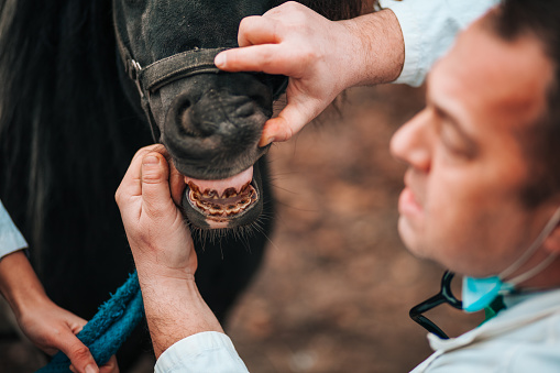 Single Category 18 A vet inspecting a horse’s teeth during annual check up