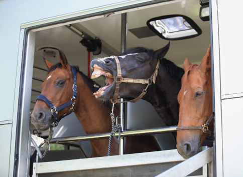 Single Location 59 Three horses waiting in a horse box, Norway
