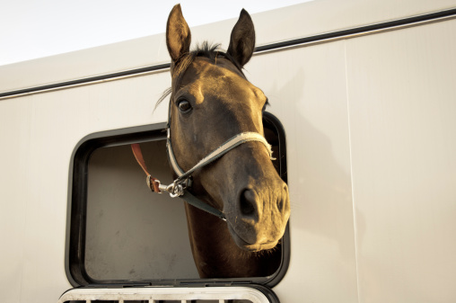 Single Location 66 Horse On the Move