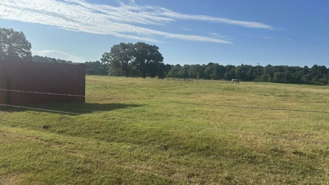 Single Category 17 Matthews-Thoroughbred-Farm